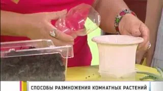 Способы размножения комнатных растений