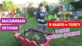 ПОСАДКА ПЕТУНИИ в КАШПО. Как я сажаю петунию в кашпо? ПЕТУНИЯ в КАШПО и в ТЕЛЕГАХ в моем саду!