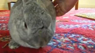 Rabbit growl-snort