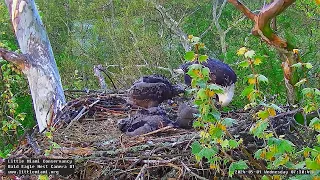 Little Miami Conservancy Bald Eagle 01.05.2024 07:19