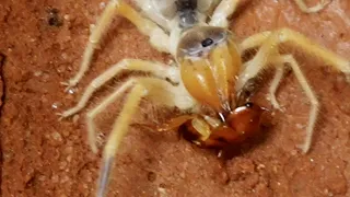 What is the experience of feeding a group of camel spiders 给一群骆驼蜘蛛喂食