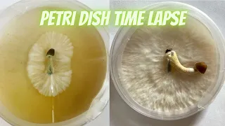 Mushroom Clone Petri Dish Time Lapse