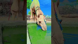 Camel drinking water #viralvideo #animals #camel #waterconsumption #whitecamel