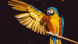 The World's Most Amazing Birds 8K ULTRA HD - Relaxing Music & Nature Sounds 8K TV
