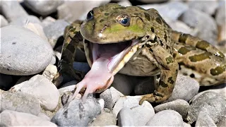 Frogs hunting damselfly larvae / Frösche jagen Libellenlarven