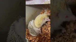 #Actual Footage (Hedgehog Mating)
