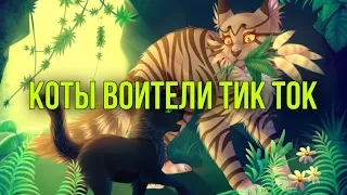 Большая подборка //коты воители//тик ток//