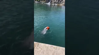 wild dolphins playing catch with a basketball