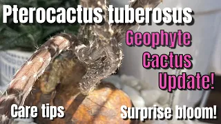 315: Cactus Spotlight | Feature + How To Care For Geophyte Cactus | Pterocactus tuberosus