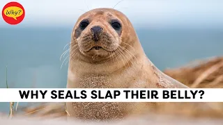 Why do seals slap their belly | Seal Facts | Fascinating facts #1 | Why Things Happen