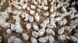 Fitrah Farms: Organic Halal Chicken Farming in Virginia