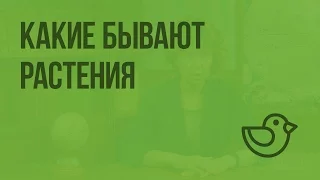 Какие бывают растения. Видеоурок по окружающему миру 2  класс