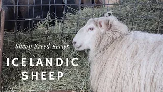 Icelandic Sheep - Sheep Breed Series