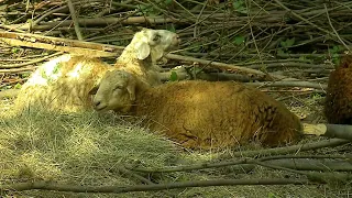 Верующие мусульмане отмечают Курбан-Байрам