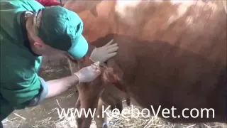 Huge Abscess In Dairy Cow, See How Veterinarian Doctor Helps By Draining It