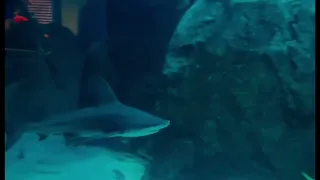 Adventure aquarium Ney Jersey/ Pennsylvania 😍