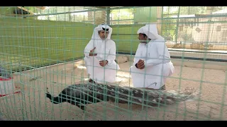 #برنامج_شغف | طاووس فحمي نادر في أحد مزارع #قطر