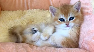 Nanny Susie put baby kitten to bed and went to eat with her mother cat