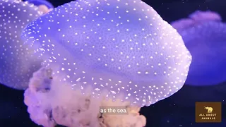 Jellyfish - A Dive into the Heart of the Ocean