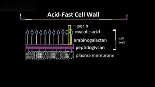 Acid-fast Cell Wall, Explained