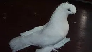 Узбекские голуби Pigeons الحمام Tauben  merpati کبوتر 鴿子 ハトkaʙūtar güvercinler porumbei 9/05/24