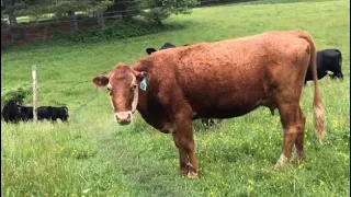 2024 Appalachian Trail - We’ve got cows!