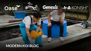 Modern Koi Blog #6233 - Live aus Japan: Der Topkoi aus Nagatani