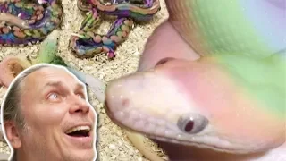 RARE WHITE RAINBOW SNAKES BORN AT REPTILE ZOO!! | BRIAN BARCZYK