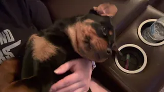 Rottweiler Puppy Groaning at Hugs and Kisses