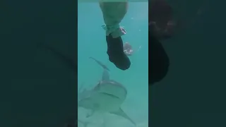 SHARKBANZ