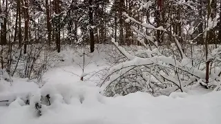 The beauty of Grodno after the snow