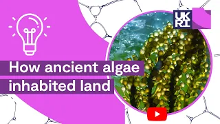 #Plant Life on Earth | How ancient #algae inhabited land