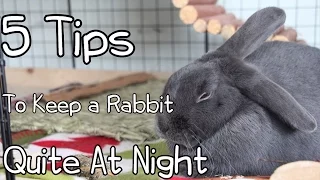 5 Tips To Keep Your Rabbit Quiet At Night