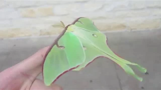 AWESOME! | male Actias luna |