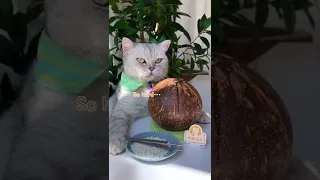 Perfect Coconut Milk Rice You Must Try! 😸(ASMR) | Chef Cat Cooking  #chefcat #tiktok #Shorts