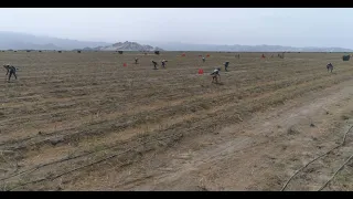 Campo de espárrago Agrokasa Ica La Catalina