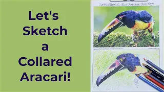 How to Draw a Realistic Toucan