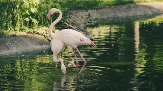 4K bird beauty | Nature beauty | [4K ] video