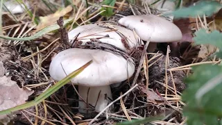 Разнообразие грибов говорушка дымчатая, шампиньоны, маслята и рыжики Сбор грибов 2022, грибы в Крыму