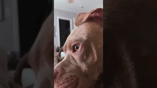 Perro pitbull despierta inmediatamente después de que le dicen la palabra “parque” 😂