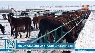 Елге Чехиядан жойылып кету алдында тұрған 8 жабайы жылқы жеткізіледі