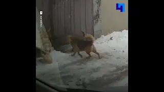В Воронеже неравнодушный водитель спас кота от своры собак