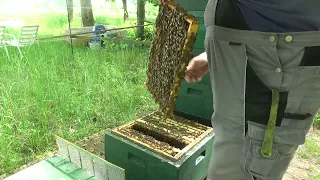 So mache ich Schwarmverhinderung Teil 1