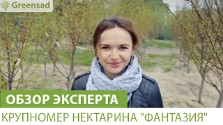 Крупномер нектарина "Фантазия"