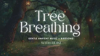 Tree Breathing and Bird Song 🕊🌳 Ambient Music for Relaxation and Meditation