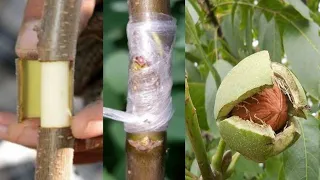 Walnut Grafting In Mulberry Tree | How To Graft Walnut Tree |
