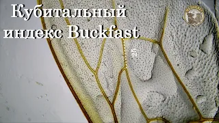 Кубитальный индекс Buckfast MKN37 F1 & F2