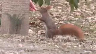 Eichhörnchen - Flinke Kletterer Trailer MedienLB