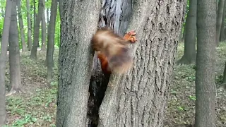 Белка залезла в дупло за орехом - The squirrel climbed into the hollow for a nut