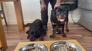 Feeding Our 5 Months Old Rottweiler Puppies